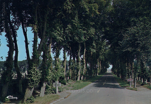 L'allée des Tilleuls à Ardres