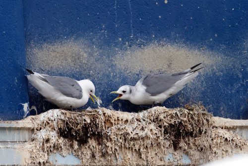 Deux mouettes rieuses se chamaillent dans un nid.