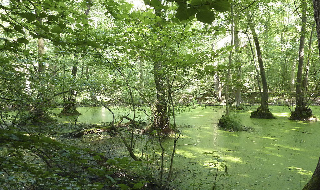 zone de marais