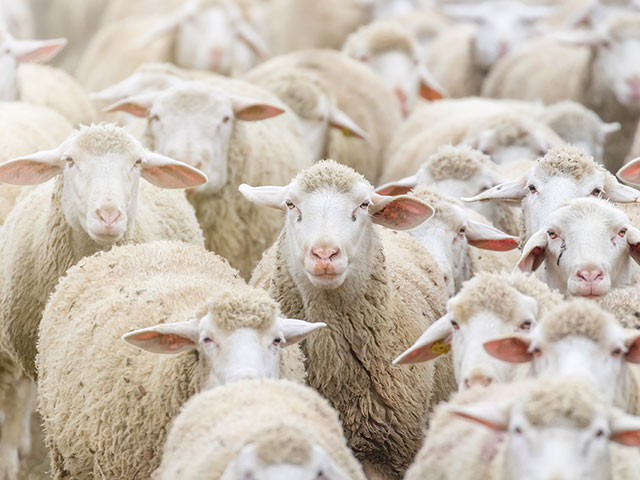 moutons débarquant d'un bateau